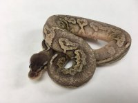 PEWTER YELLOWBELLY BALL PYTHON - FEMALE - #20162RF1-1.jpg