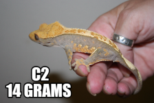 c2.png