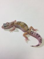 pastel pos raptor.jpg