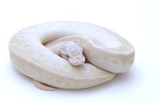 SUPER PASTEL CRYSTAL BALL PYTHON - MALE #2016M01.jpeg
