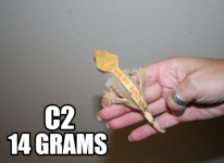 c2 (2).png