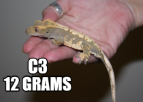 c3.png
