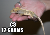 c3 (2).png