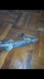 IMG_8295.jpg
