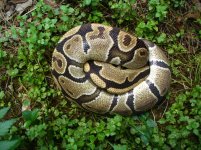 73-Adult male #112 900 gm $35.00.jpg