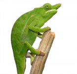 Furcifer Petter - Canvas Chameleons - Male (4).jpg