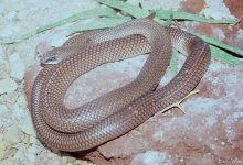 Rufous-beaked_snake.jpg