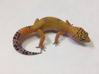 SUNGLOW ALBINO 1.jpg