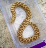 lemon Hypo female_400g.jpg