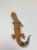 SUNGLOW ALBINO 2.jpg