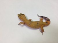SUNGLOW ALBINO 3.jpg
