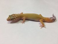 APTOR 1.jpg