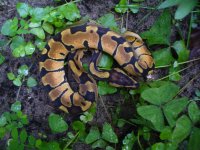 2017 Enchi Male #1 70 gm $50.00.jpg
