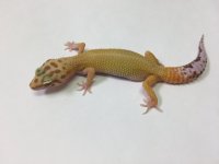 APTOR 2.jpg