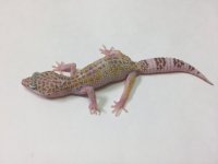 MACK SNOW ALBINO REV W:Y.jpg