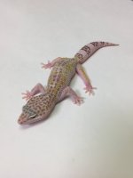 MACK SNOW ALBINO REV W:Y 2.jpg