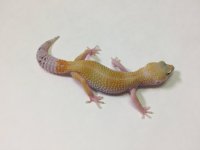 SUPER HYPO TANG W:Y 1.jpg