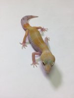 SUPER HYPO TANG W:Y 2.jpg