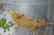 male rainbow hypo.jpg