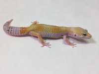 SUPER HYPO TANG W:Y 3.jpg