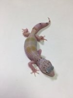 SUPER HYPO FAUNA 2.jpg