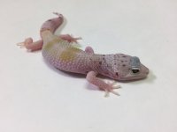 SUPER HYPO FAUNA 3.jpg