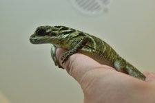 DSC_0036_2.jpg