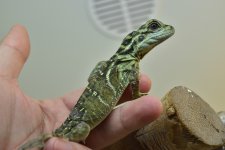 DSC_0039.jpg