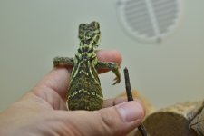 DSC_0041.jpg