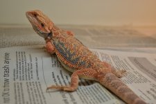 DSC_0011.jpg