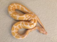 Albino Male.jpg