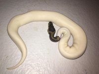 Pied Female.jpg