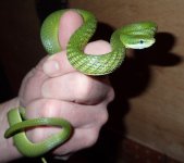 Prasina male  40g.jpg