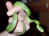 Prasina female 50g.jpg