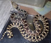 Bull female  70g.jpg