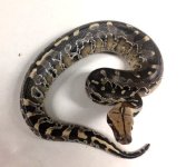 black blood python.jpeg