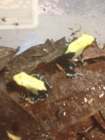 yellowback.jpg