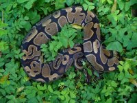 41-2013 unnamed light codom  female het form #145 1100 gm $150.00.jpg