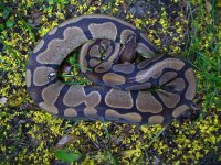 19-Proven breeder Normal female #28 1500 gm $100.00.jpg