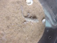 carteri baby.jpg