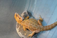 orange male hypo.jpg