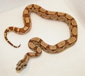 hypo arabesque female 1.jpg
