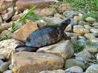 IMG_1176.jpg