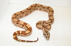 hypo arabesque female.jpg