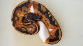 malepied001.jpg