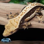 crested-gecko-Fs55T.jpg