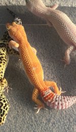 IMG_1058.jpg