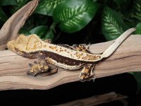 crested-gecko-Fs55b.jpg