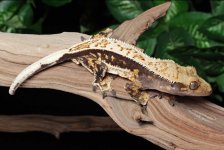 crested-gecko-Fs55c.jpg