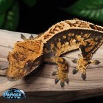 crested-gecko-Fs56T.jpg